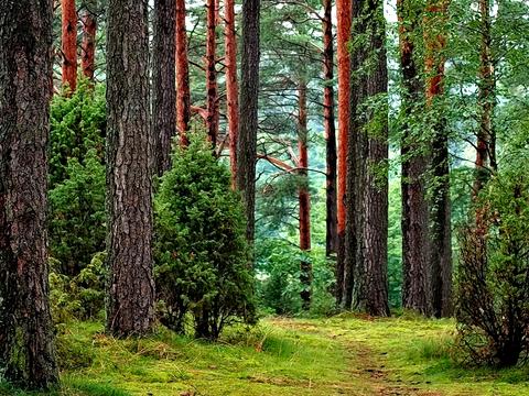 участок по адресу п. Сокирна, 