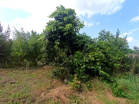 будинок за адресою с. Буцнів, Золота осінь