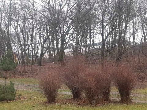 ділянка за адресою Болсуновський пров. (Мічуріна)