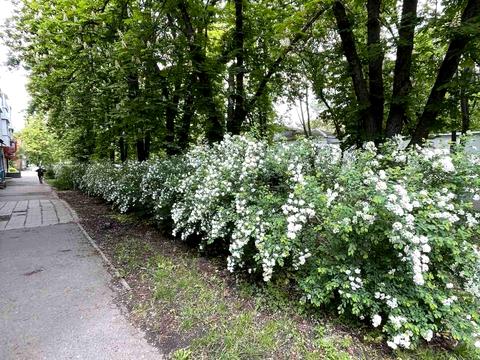 коммерческая по адресу Лидова ул., 1