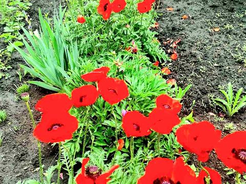 дом по адресу Садовая ул., 44