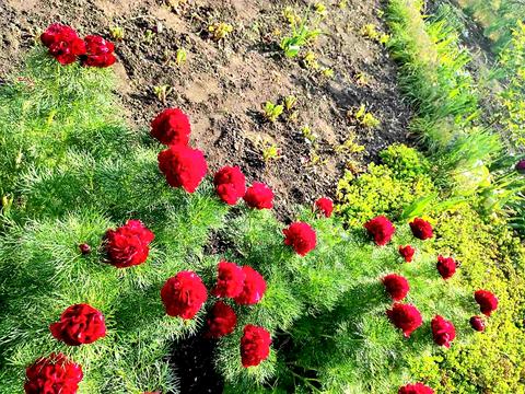 дом по адресу Садовая ул., 44