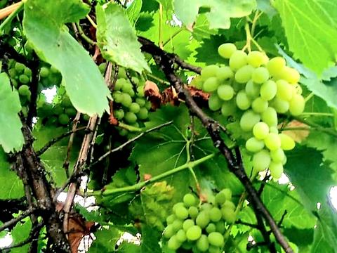 дом по адресу Садовая ул., 44