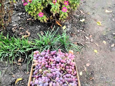 дом по адресу Садовая ул., 44