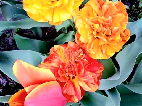 дом по адресу Садовая ул., 44