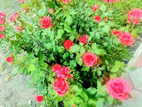 дом по адресу Садовая ул., 44