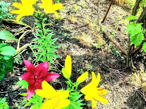 дом по адресу Садовая ул., 44