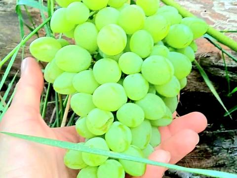 дом по адресу Садовая ул., 44