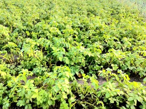 дом по адресу Садовая ул., 44