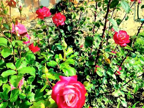 дом по адресу Садовая ул., 44