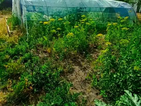 будинок за адресою Марії Приймаченко, 75