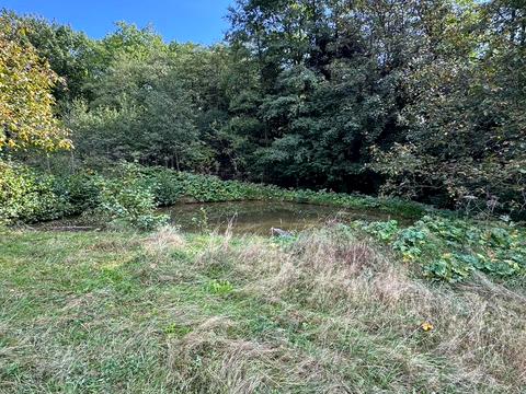 ділянка за адресою с. Черешенька