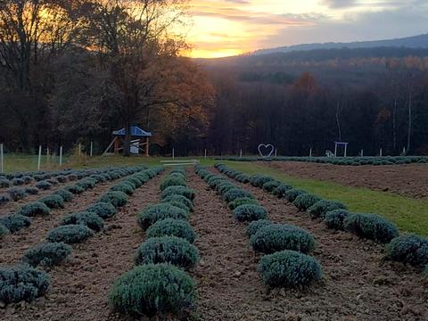 ділянка за адресою Копана Дорога