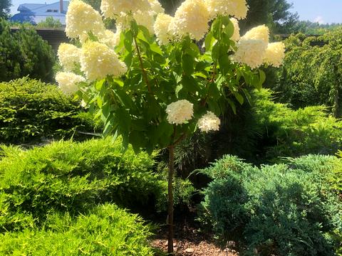 дом по адресу с. Плюты, Київська ул.