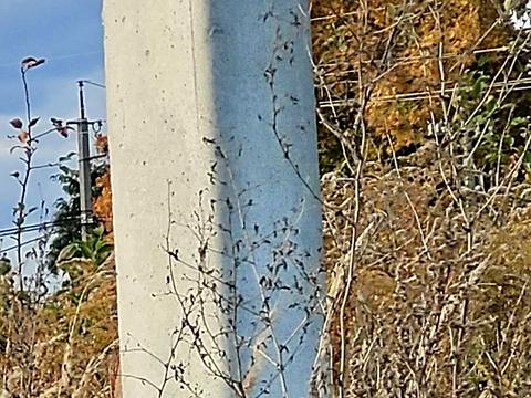 ділянка за адресою Новоселицька