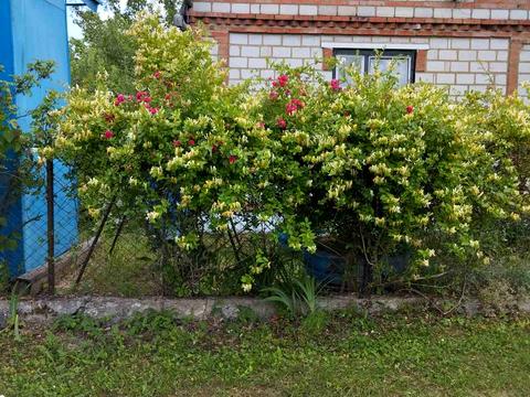 будинок за адресою Вишнева