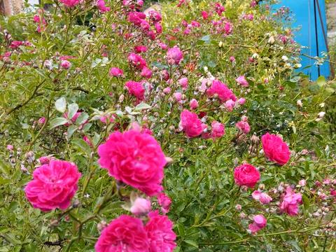 будинок за адресою Вишнева