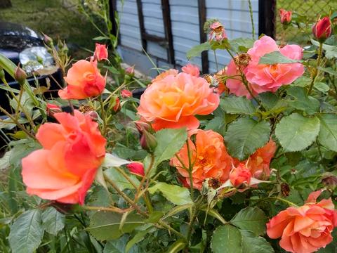 будинок за адресою Вишнева