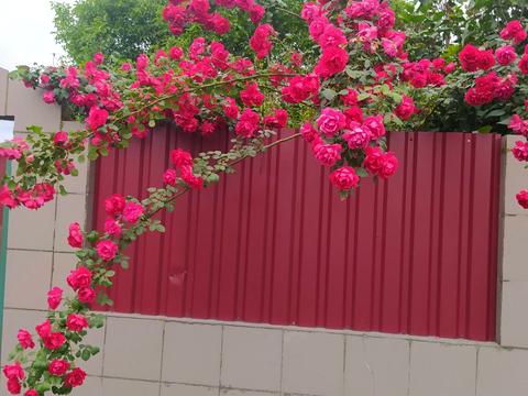 дом по адресу Шевченка