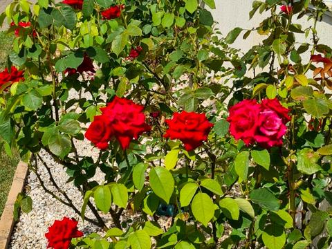 дом по адресу Квітнева, 2