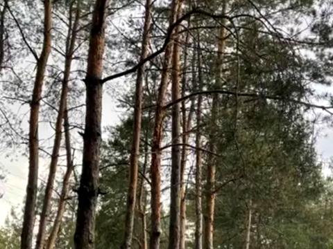 будинок за адресою СТ Ізумруд