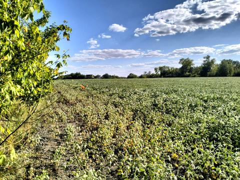ділянка за адресою Гаркуши