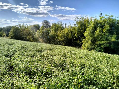 участок по адресу Гаркуши