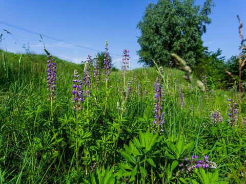 дом по адресу Озёрная ул.