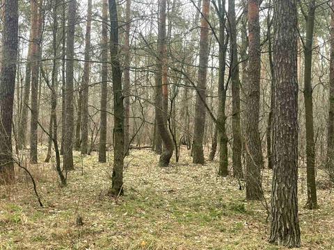 ділянка за адресою Лісна вул., 21