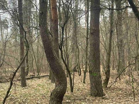 участок по адресу Лесная ул., 21