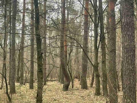 участок по адресу Лесная ул., 21
