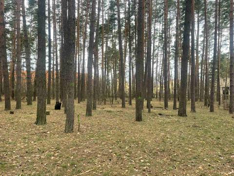 участок по адресу Лесная ул., 21