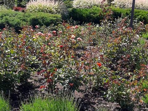 ділянка за адресою Дайберг