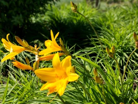 ділянка за адресою Дайберг