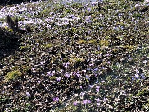 участок по адресу Гайдамацький провулок