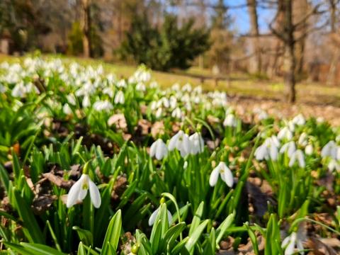 будинок за адресою с. Лебедівка, Шевченко, 8