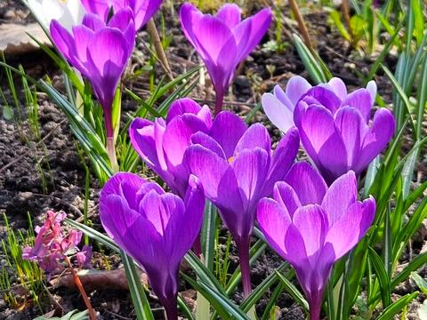 будинок за адресою с. Лебедівка, Шевченко, 8