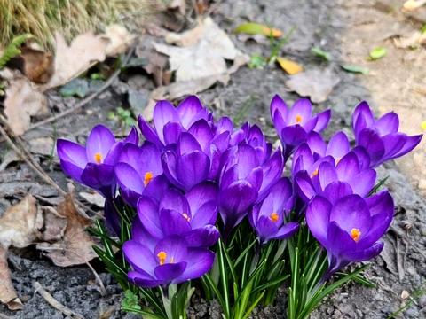 будинок за адресою с. Лебедівка, Шевченко, 8