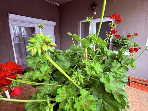 дом по адресу Цветная ул.