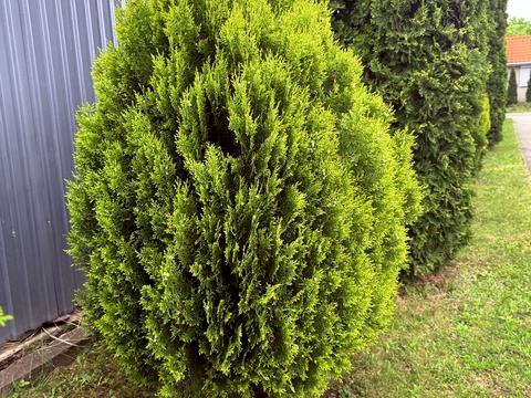 дом по адресу Цветная ул.