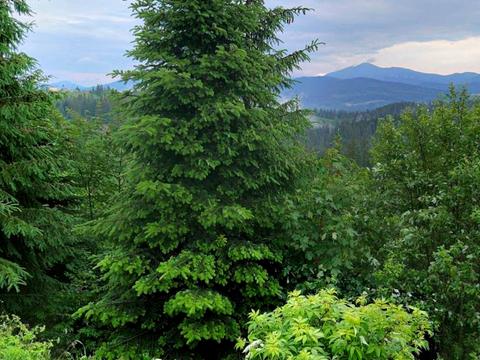 ділянка за адресою Довгий Грунь