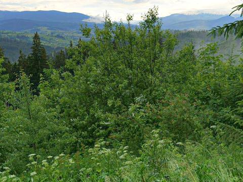 ділянка за адресою Довгий Грунь