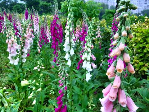 квартира за адресою Драгоманова вул., 31-А