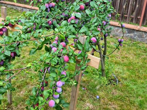 будинок за адресою Северина Наливайка вул.