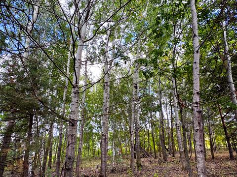 участок по адресу Некрасова ул. (Некрасова)