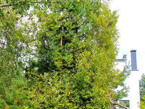 участок по адресу Некрасова ул. (Некрасова)