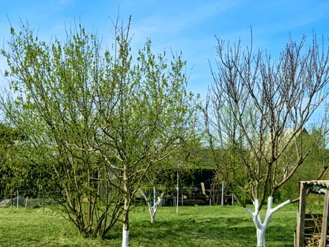 участок по адресу 4- та Лінія