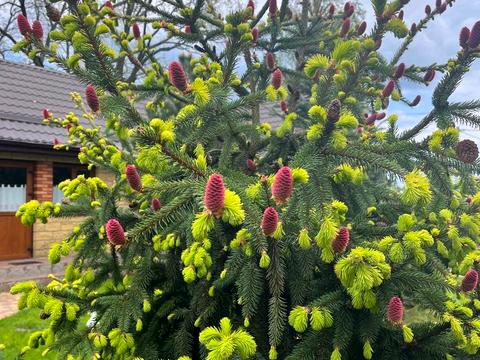 будинок за адресою смт. Гостомель, Південна вул.