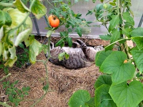 будинок за адресою Ярова вул. (Червоноармійська)