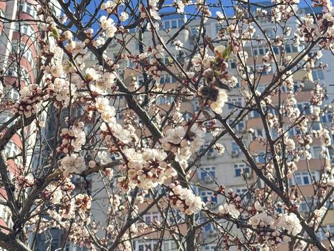 квартира по адресу Петра Калнишевського ул. (Михайла Майорова), 7